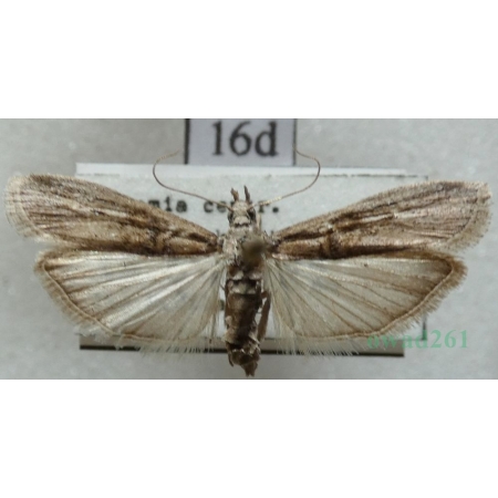 Nephopterix angustella (Hübner, 1796) Czech16d